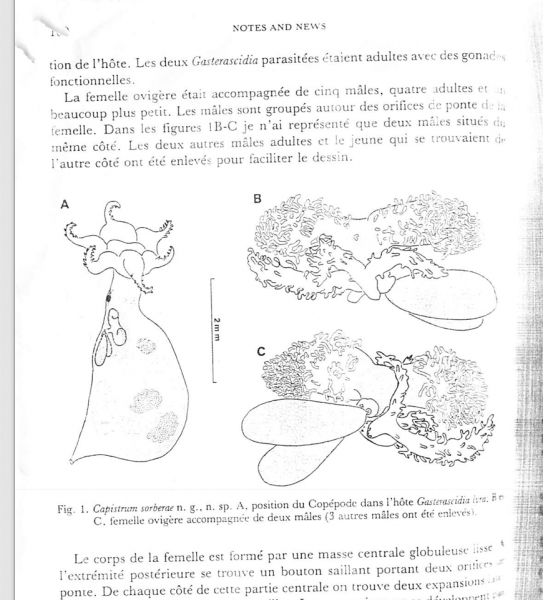 Capistrum sorberae Capistrum sorberae