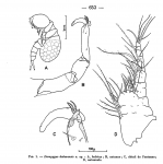Doropygus dakarensis