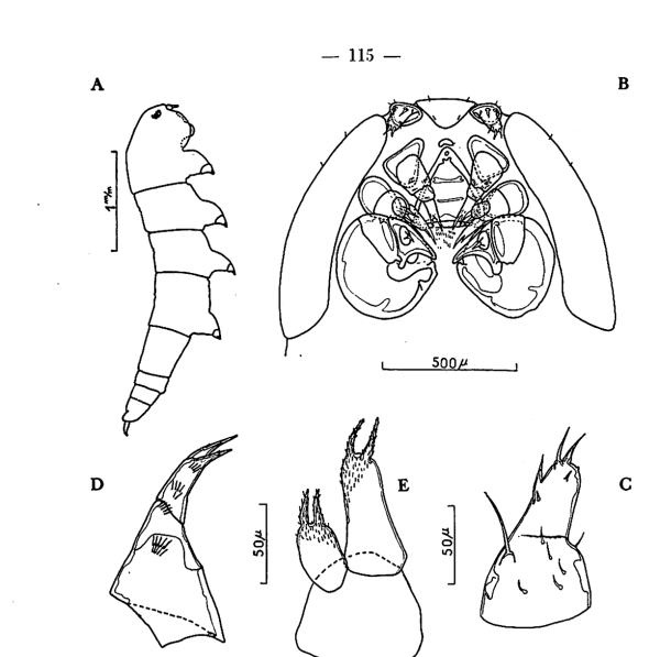 Enteropsis chattoni Enteropsis chattoni
