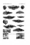 Waeringella spiveyi Thompson, 1942