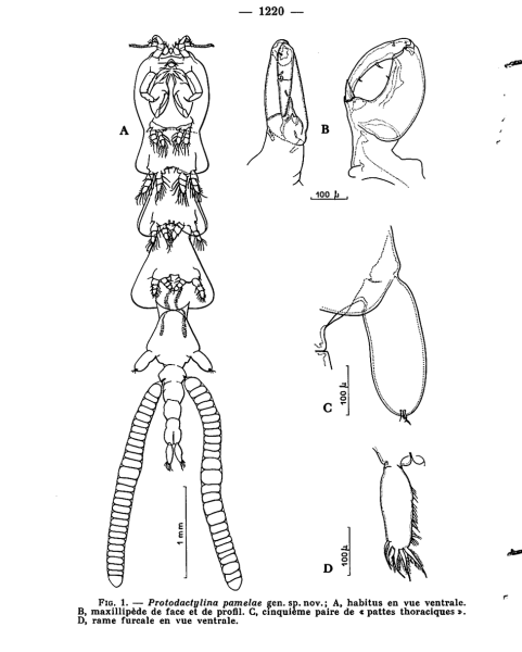Protodactylina pamelae Protodactylina pamelae