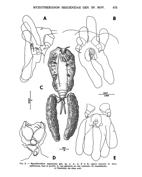 MYZOTHERIDION SEGUENZIAE female MYZOTHERIDION SEGUENZIAE female