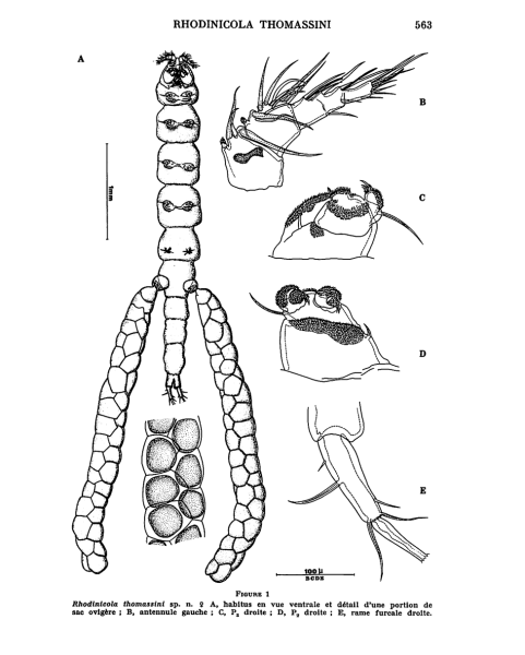 RHODINICOLA THOMASSINI RHODINICOLA THOMASSINI