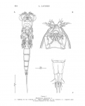 RHODINICOLA THOMASSINI male