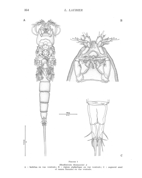 RHODINICOLA THOMASSINI male RHODINICOLA THOMASSINI male