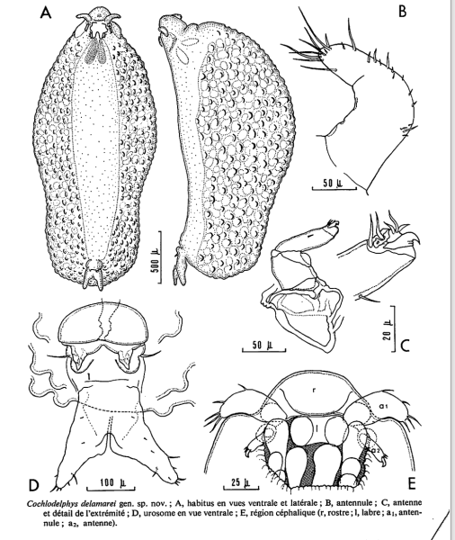 Cochlodelphys delamarei Cochlodelphys delamarei