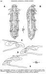 Anoplodelphys incerta b&w