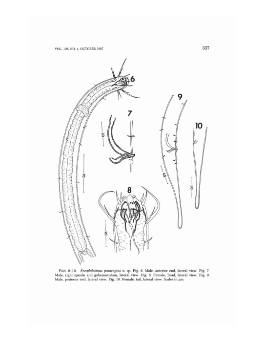 Enoplolaimus pararegius