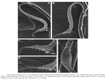 Cygnonema belgicae Raes, Decraemer & Vanreusel, 2006