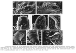 Cygnonema belgicae Raes, Decraemer & Vanreusel, 2006