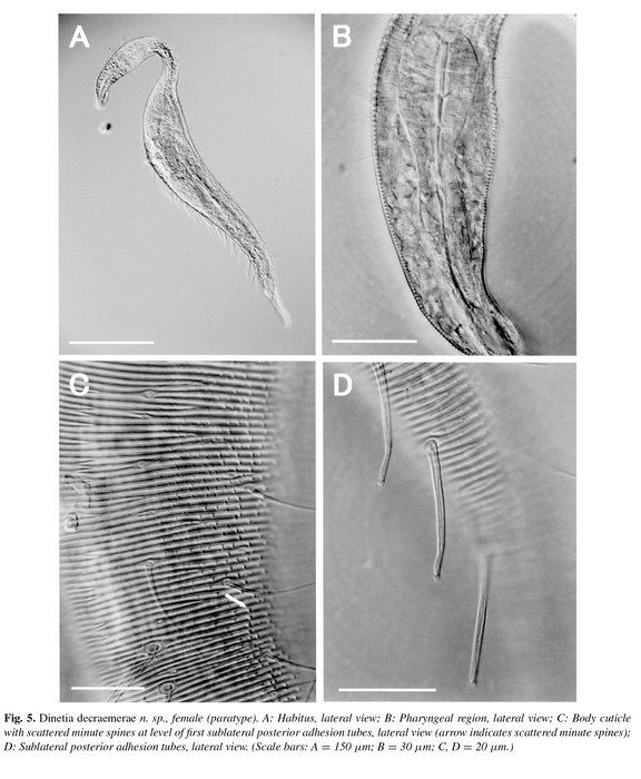 Dinetia decraemerae Rho, Paik & Kim, 2006 