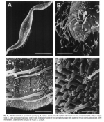 Dinetia orientalis Rho & Kim, 2005 