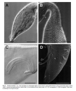 Dinetia orientalis Rho & Kim, 2005