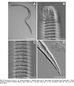 Dracogalerus koreanus Rho & Kim, 2005