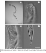 Dracogalerus koreanus Rho & Kim, 2005