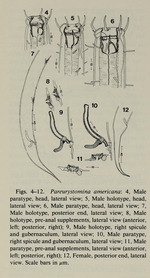 Pareurystomina americana Keppner, 1989