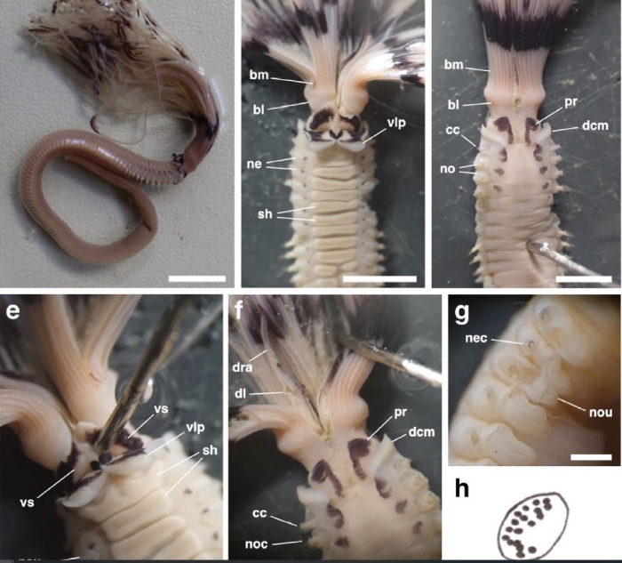 Holotype & paratype as in Enrichetti et al, 2022, figure 2