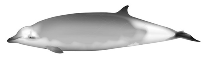 Mesoplodon eueu Carroll et al., 2021