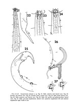 Pareurystomina olsonae Keppner 1987