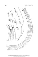 Pareurystomina agubernacula