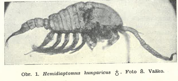 Hemidiaptomus hungaricus Hemidiaptomus hungaricus