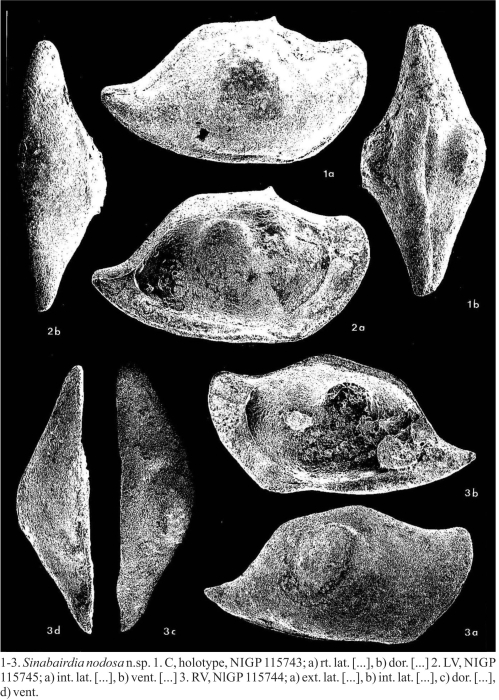 Types of Sinabairdia nodosa Becker &amp; Wang, 1992, a species from the Paleozoic