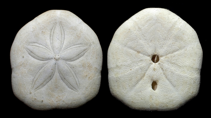 Laganum laganum Laganum laganum