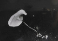 Hexactinellida
