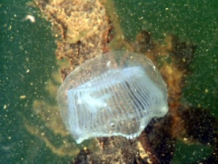 SWG soorten