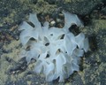 Farrea bowerbanki from Valinco canyon, Corsica