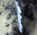 Hexactinellida
