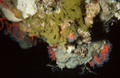 Oscarella tuberculata from Western Mediterranean