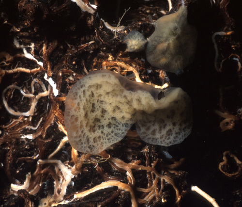 Plakina crypta from 3PPs cave, Western Mediterranean Plakina crypta from 3PPs cave, Western Mediterranean