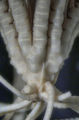 Antedon longicirra TYPE BMNH 88.11.9.8, author: Messing, Charles