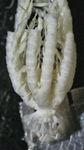 Crinoidea (sea lilies and feather stars)