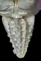 Crinoidea (sea lilies and feather stars)