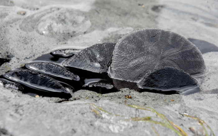 Dendraster excentricus