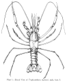 Troglocambarus maclanei, author: Hobbs, Horton