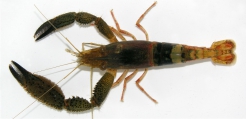 Macrobrachium crenulatum