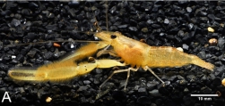 Macrobrachium naiyanetri