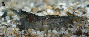 Caridina dali