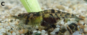 Caridina kaili