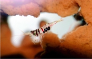 Caridina spongicola