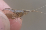 Caridina natalensis, author: Marquet, Gard