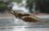 Caridina natalensis, author: Marquet, Grard