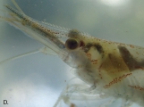 Caridina natalensis, author: Marquet, Grard