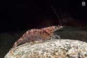 Caridina acutirostris, author: Klotz, Werner