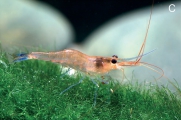 Caridina caerulea, author: Lukhaup, Chris