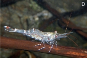 Caridina ensifera, author: Klotz, Werner