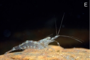 Caridina mayamareenae, author: Klotz, Werner